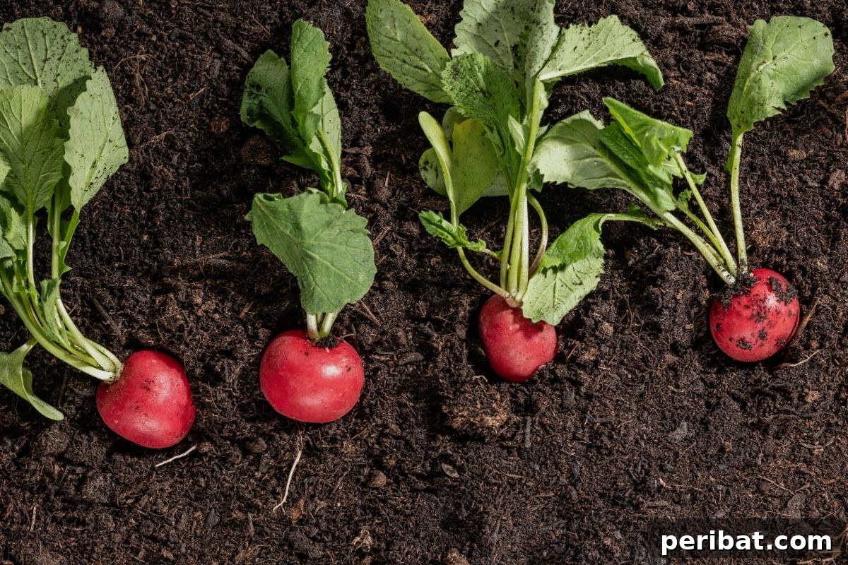 Unearth Success: 15 Root Vegetables Perfect for Container Gardens 3 A bunch of freshly harvested red radishes with green leaves, perfect for container gardening.
