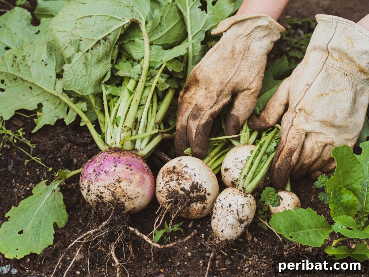 Unearth Success: 15 Root Vegetables Perfect for Container Gardens 4 A gardener harvesting beautiful white and purple turnips from a raised bed, ideal for container growing.