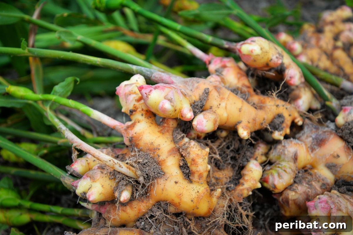Unearth Success: 15 Root Vegetables Perfect for Container Gardens 5 Freshly harvested ginger rhizomes from the garden, showing their knobby, irregular shapes.