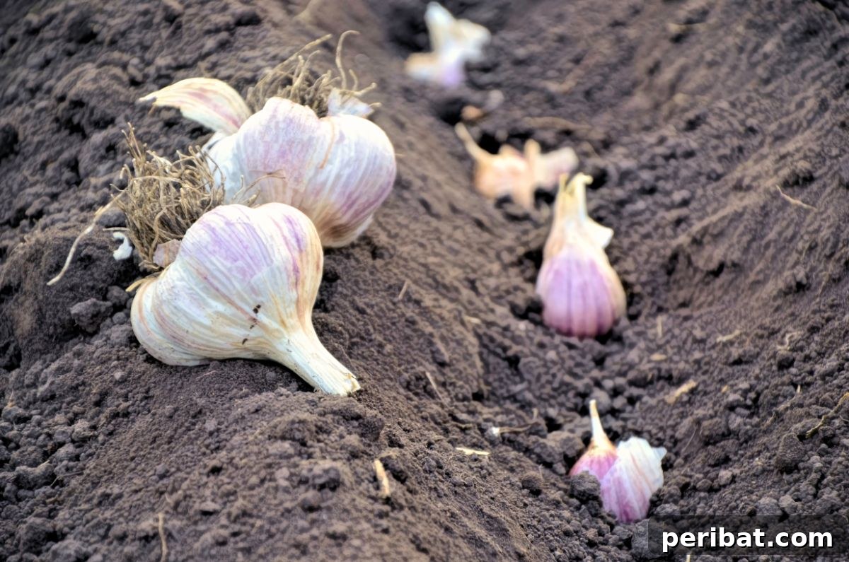 Unearth Success: 15 Root Vegetables Perfect for Container Gardens 6 Harvesting heads of garlic from the garden, showcasing the rich soil adhering to the roots.