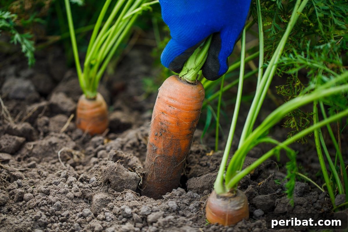 Unearth Success: 15 Root Vegetables Perfect for Container Gardens 7 A hand pulling a long, vibrant orange carrot from the garden soil, illustrating fresh harvest.