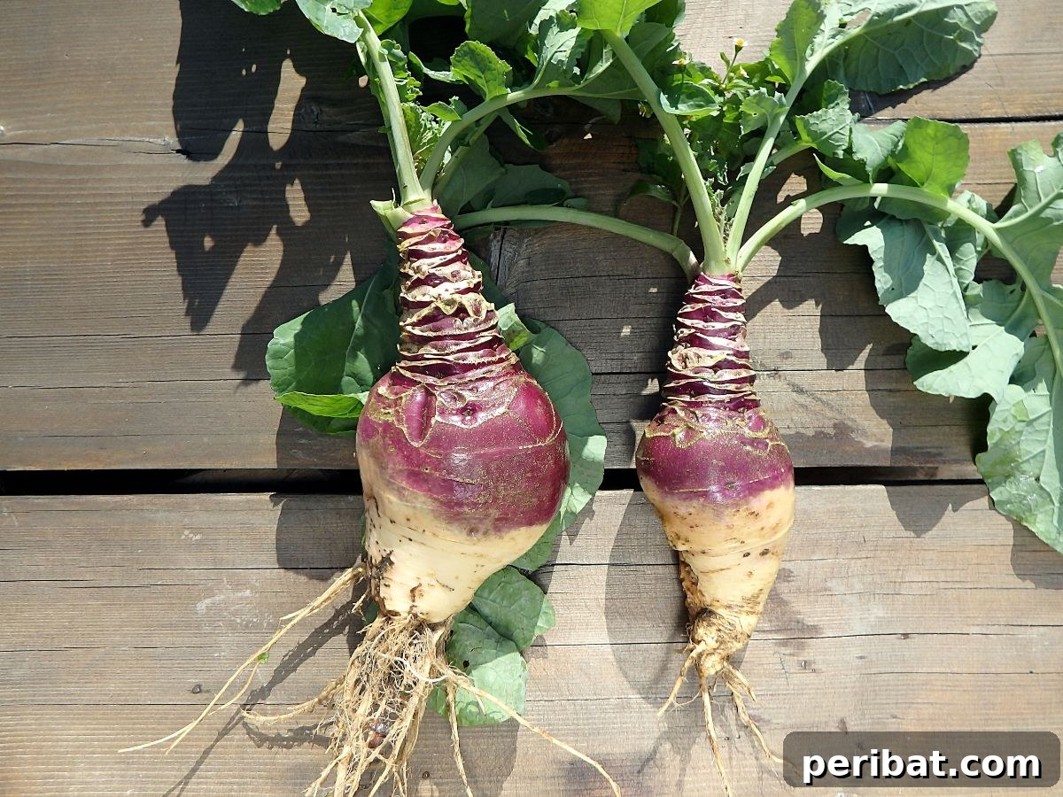 Unearth Success: 15 Root Vegetables Perfect for Container Gardens 8 A cluster of freshly harvested rutabagas with their characteristic purple tops and yellow bases.
