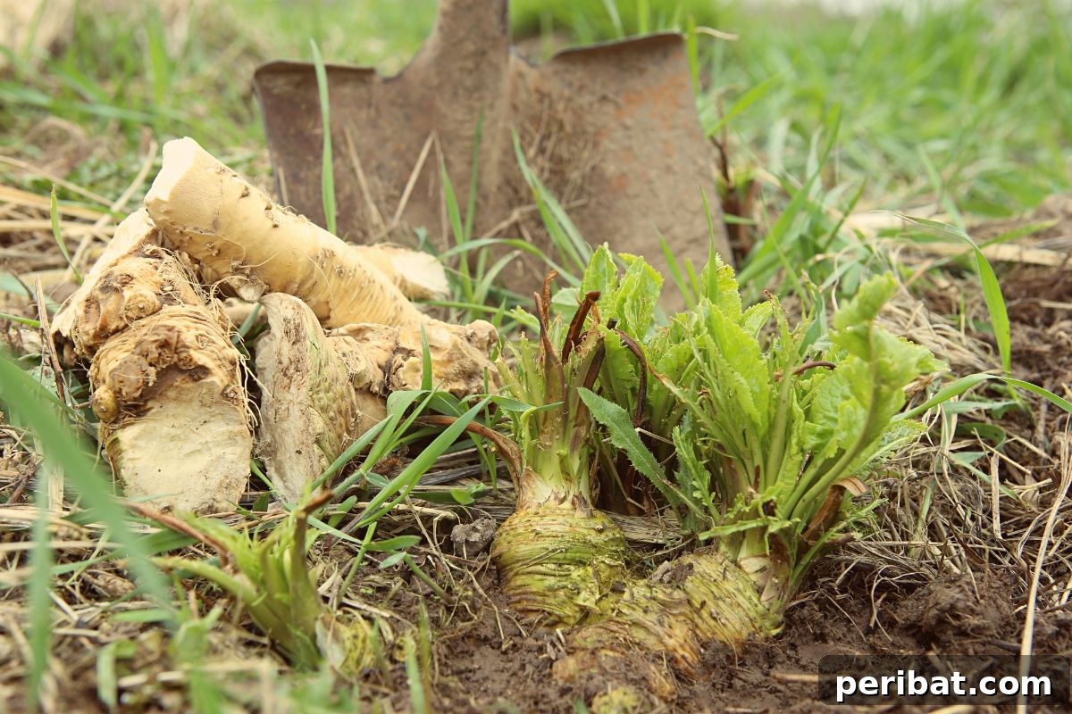 Unearth Success: 15 Root Vegetables Perfect for Container Gardens 9 Several large horseradish roots freshly dug from the ground, ready for processing.