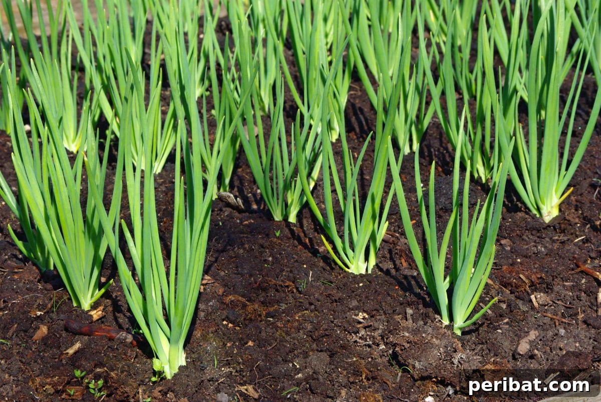 Unearth Success: 15 Root Vegetables Perfect for Container Gardens 10 Young green onion sprouts growing in neat rows in a garden bed.