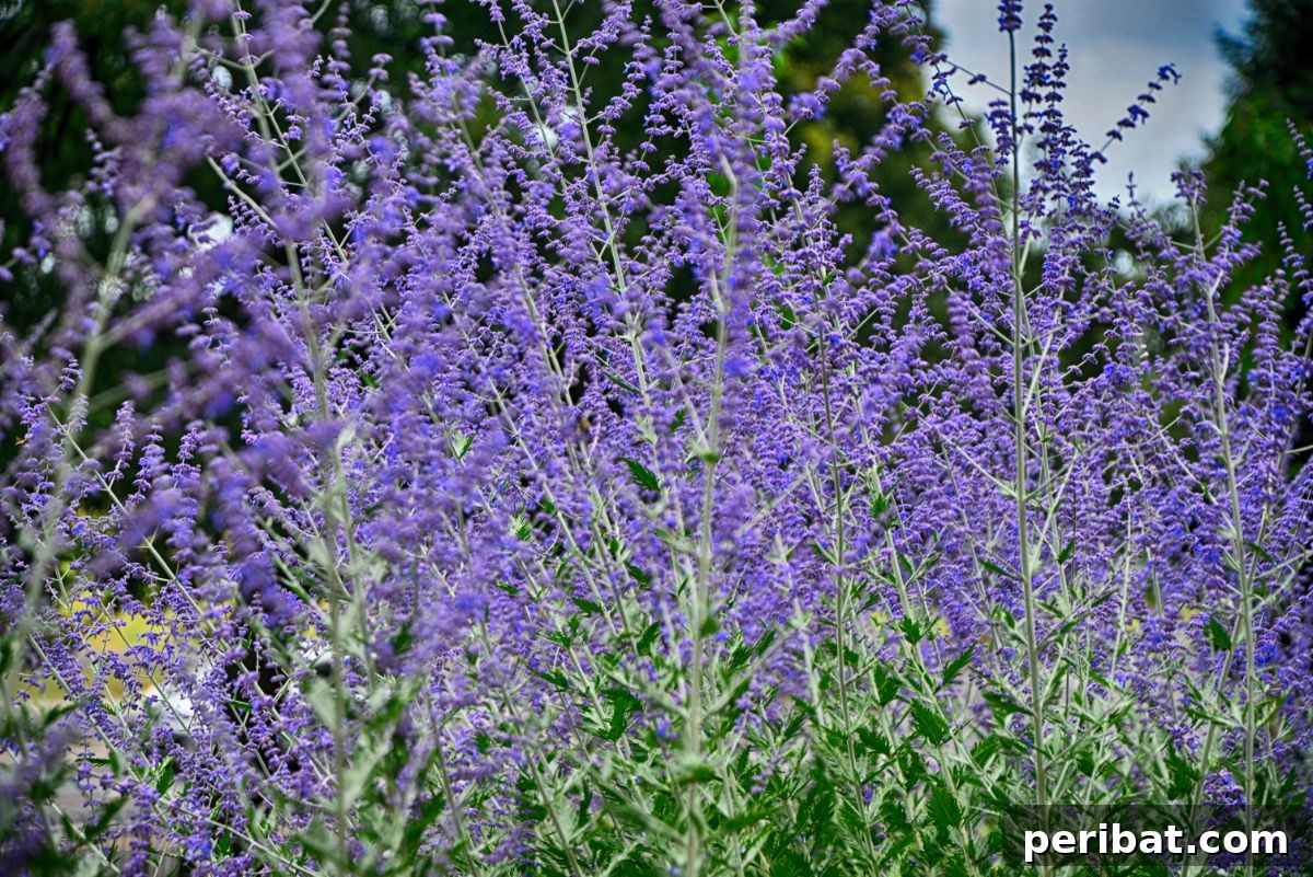 50 Drought-Proof Plants for Your Low-Water Landscape 11 Striking purple Russian Sage plant with silvery foliage.