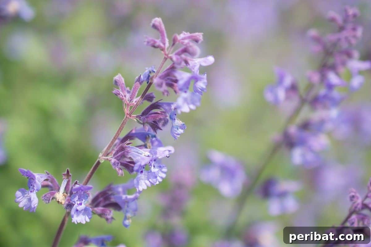 50 Drought-Proof Plants for Your Low-Water Landscape 13 Purple Catmint flowers with a fuzzy appearance.