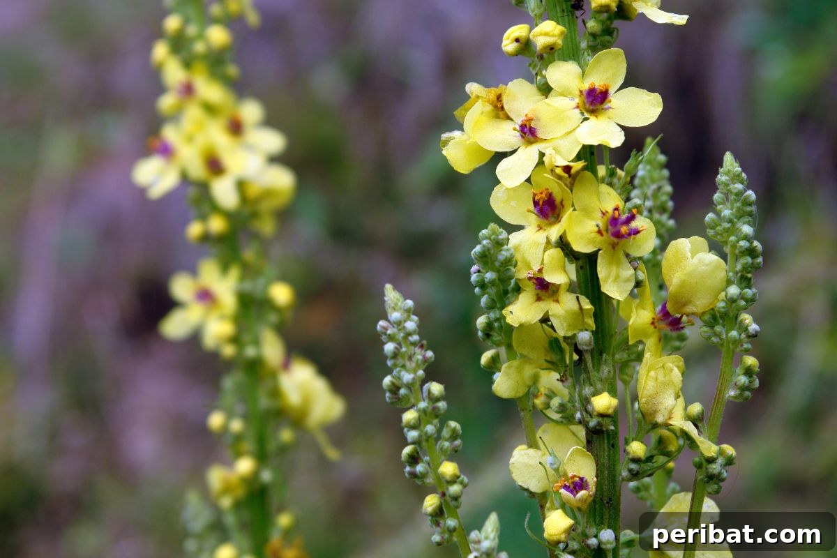 50 Drought-Proof Plants for Your Low-Water Landscape 14 Tall yellow Mulleins flowers standing out in a garden.