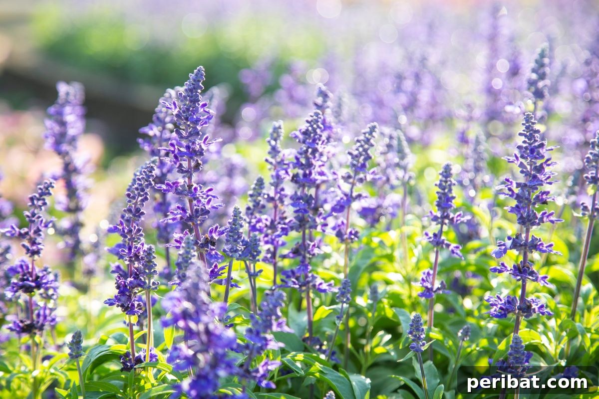 50 Drought-Proof Plants for Your Low-Water Landscape 15 Vibrant purple Salvia flowers attracting pollinators.