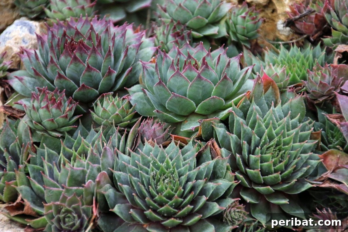 50 Drought-Proof Plants for Your Low-Water Landscape 16 Sempervivum succulents (Hens and Chicks) growing in a garden.