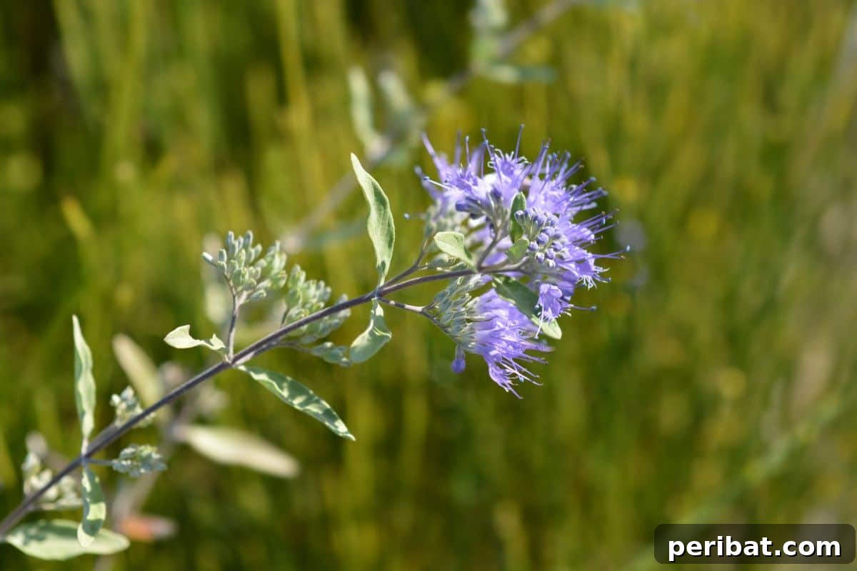 50 Drought-Proof Plants for Your Low-Water Landscape 17 Purple Bluebeard flowers attracting bees.