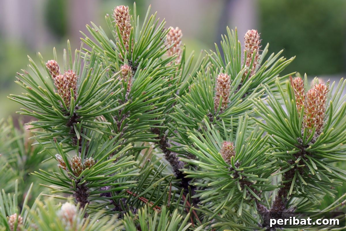 50 Drought-Proof Plants for Your Low-Water Landscape 18 Beautiful Mugo Pine with its characteristic dense foliage in a garden.