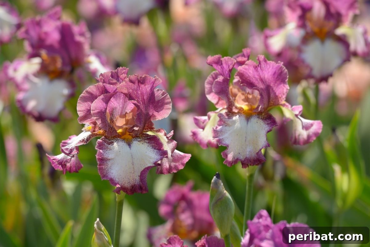 50 Drought-Proof Plants for Your Low-Water Landscape 19 Vibrant pink Bearded Iris flower in detailed view.