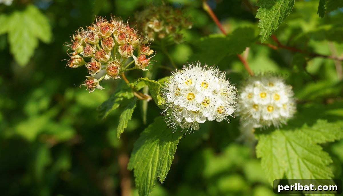 50 Drought-Proof Plants for Your Low-Water Landscape 20 White Ninebark flowers with delicate petals.