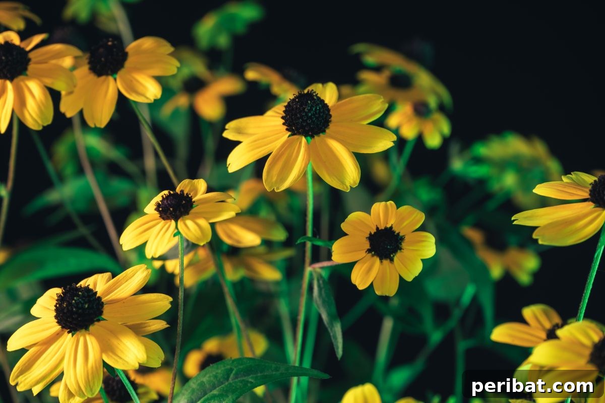 50 Drought-Proof Plants for Your Low-Water Landscape 3 Beautiful black-eyed Susans in full bloom.