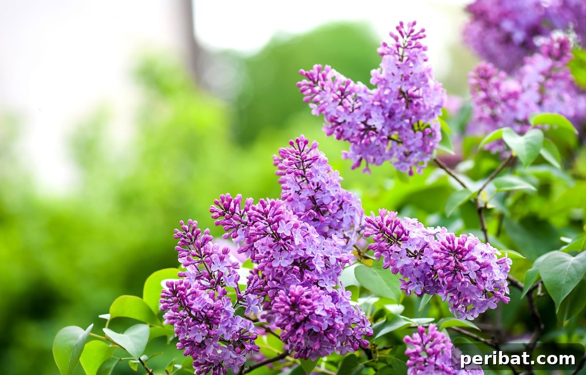 50 Drought-Proof Plants for Your Low-Water Landscape 21 Beautiful lilac flowers in full bloom, exuding a pleasant fragrance.