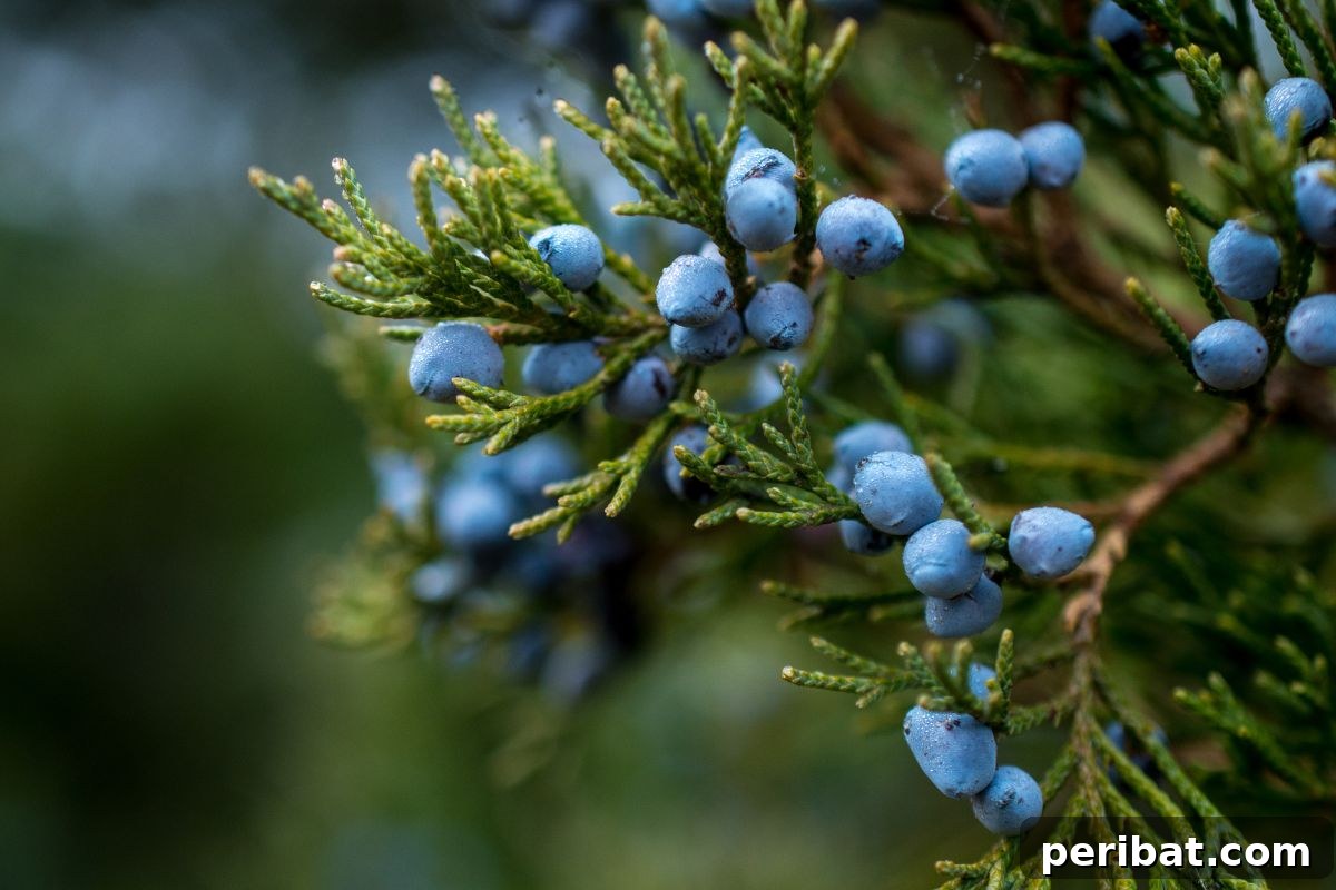 50 Drought-Proof Plants for Your Low-Water Landscape 22 Blue Juniper berries on an evergreen shrub.