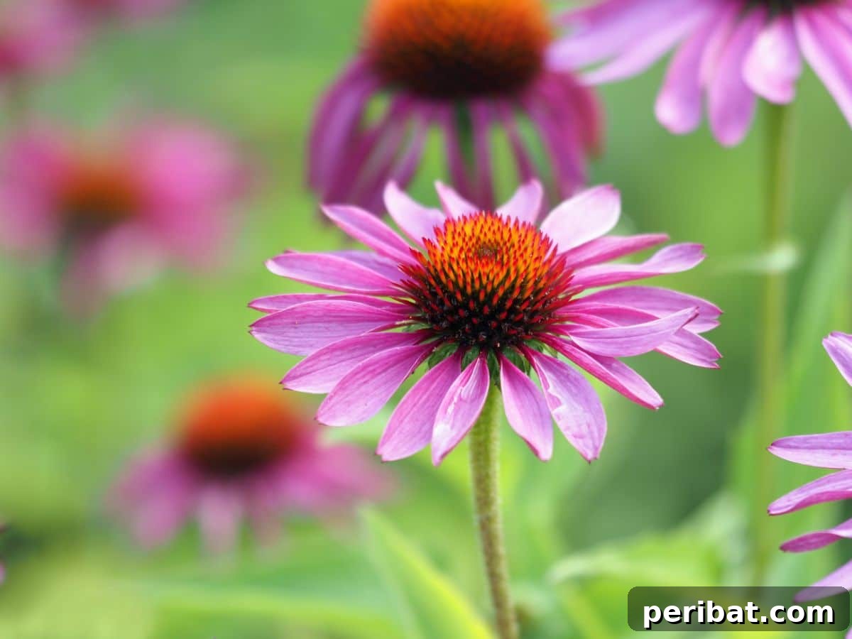 50 Drought-Proof Plants for Your Low-Water Landscape 23 Pink Echinacea flower with prominent central cone.