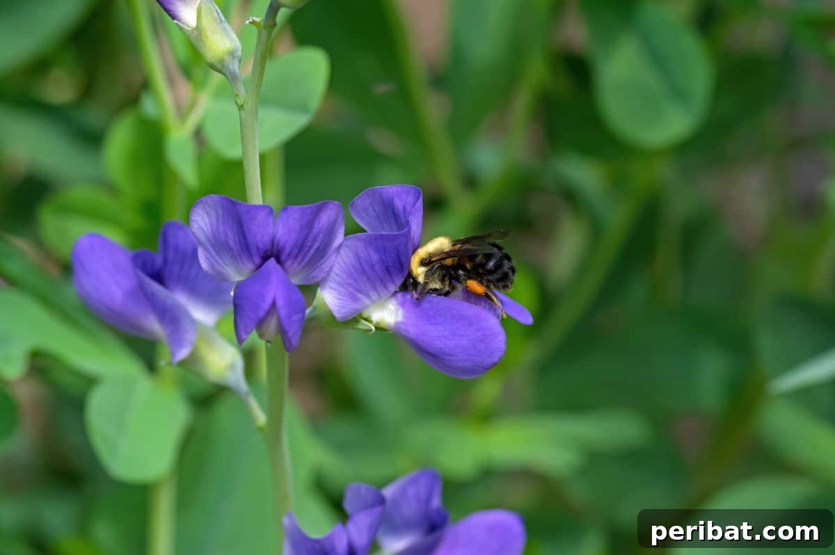 50 Drought-Proof Plants for Your Low-Water Landscape 24 Bee feeding from a vibrant False Indigo flower.