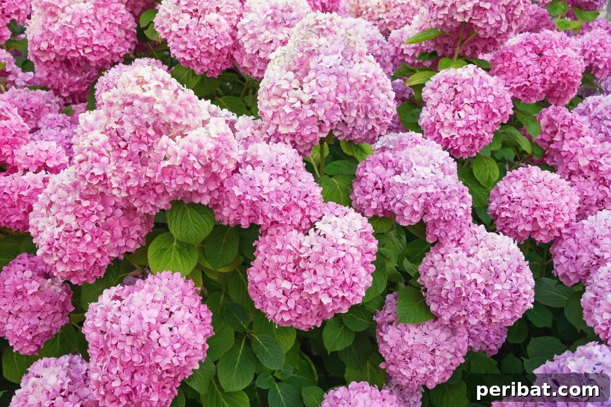 50 Drought-Proof Plants for Your Low-Water Landscape 25 Pink Panicle Hydrangeas in a lush garden setting.
