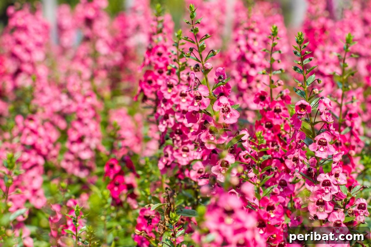 50 Drought-Proof Plants for Your Low-Water Landscape 26 Garden bed filled with vibrant pink Angelonia flowers.