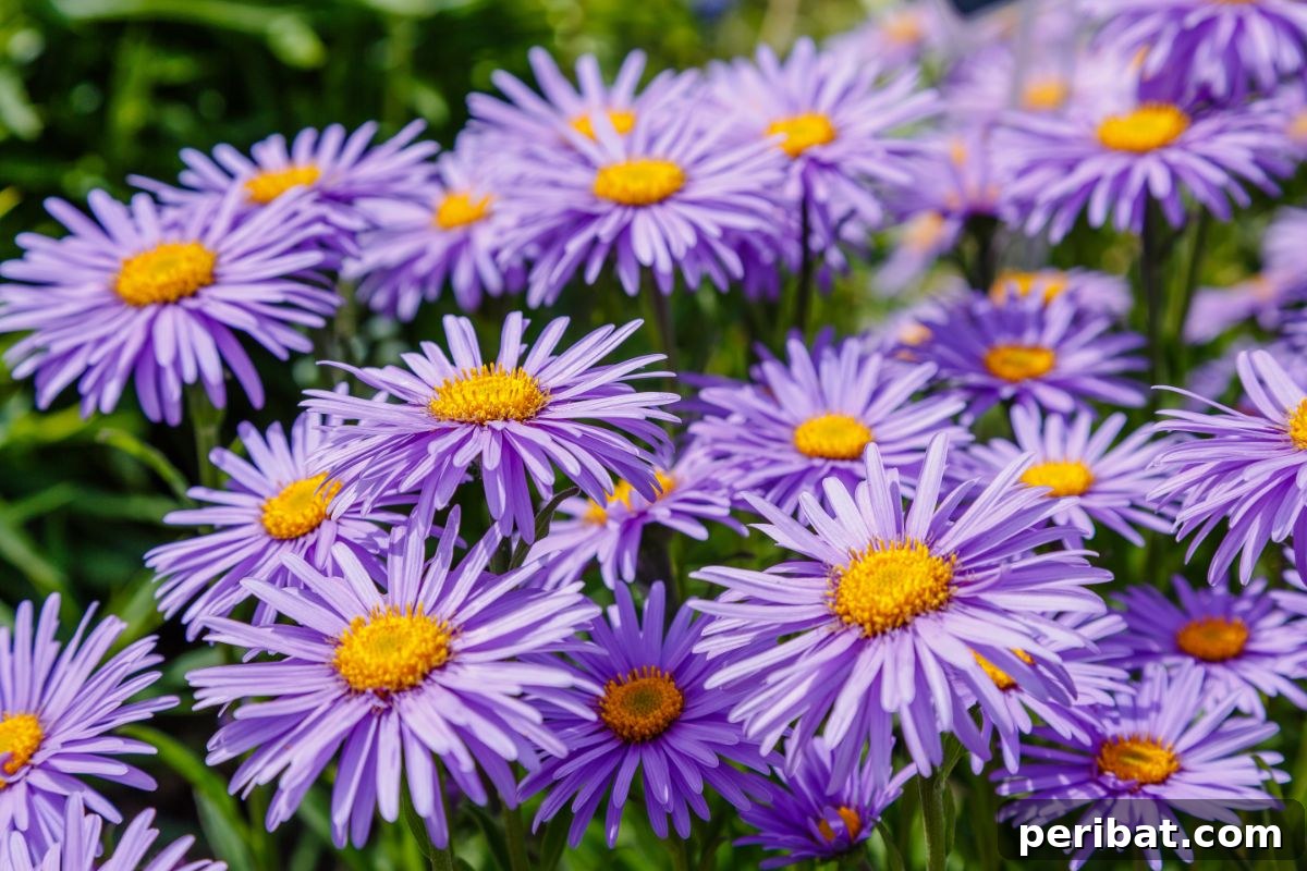 50 Drought-Proof Plants for Your Low-Water Landscape 27 Beautiful purple Asters with yellow centers.