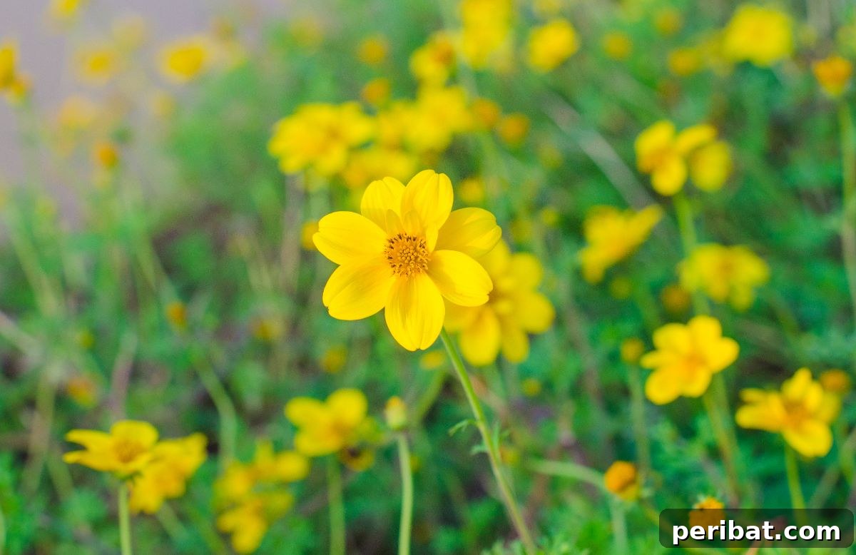 50 Drought-Proof Plants for Your Low-Water Landscape 29 Cheerful yellow Bidens flowers blooming abundantly.