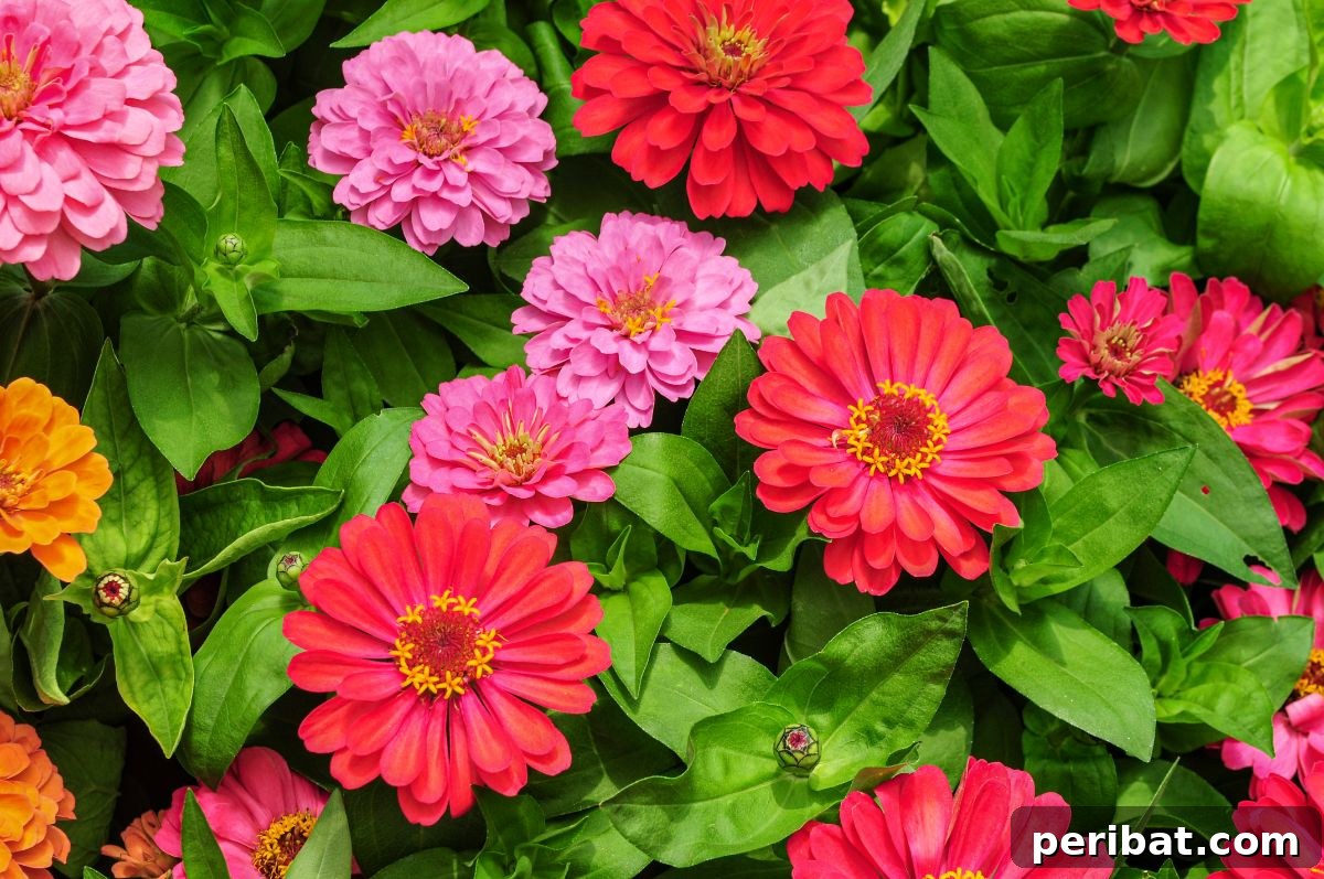 50 Drought-Proof Plants for Your Low-Water Landscape 30 Vibrant red and pink Zinnia flowers in a summer garden.