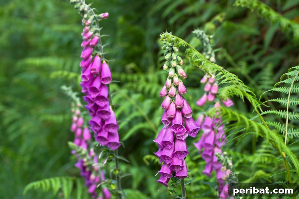 50 Drought-Proof Plants for Your Low-Water Landscape 4 Violet Mediterranean foxgloves blooming gracefully.
