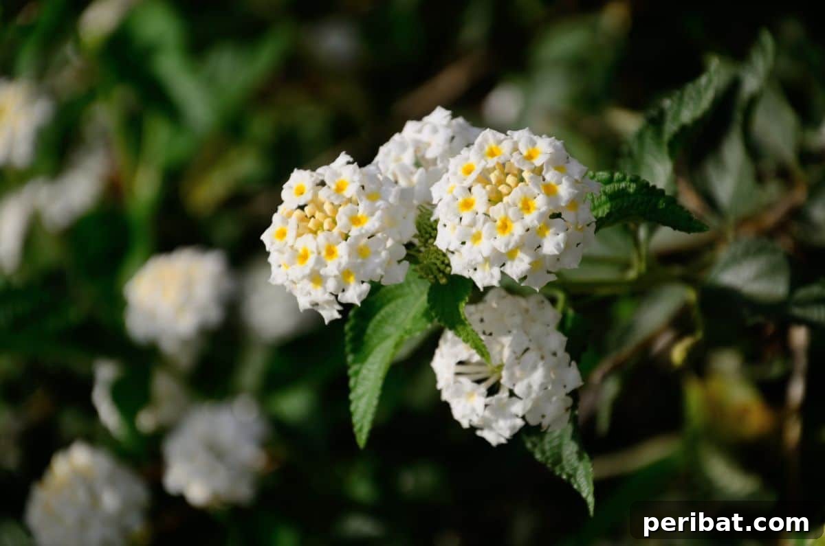 50 Drought-Proof Plants for Your Low-Water Landscape 31 Clusters of white Lantana flowers with subtle yellow centers.