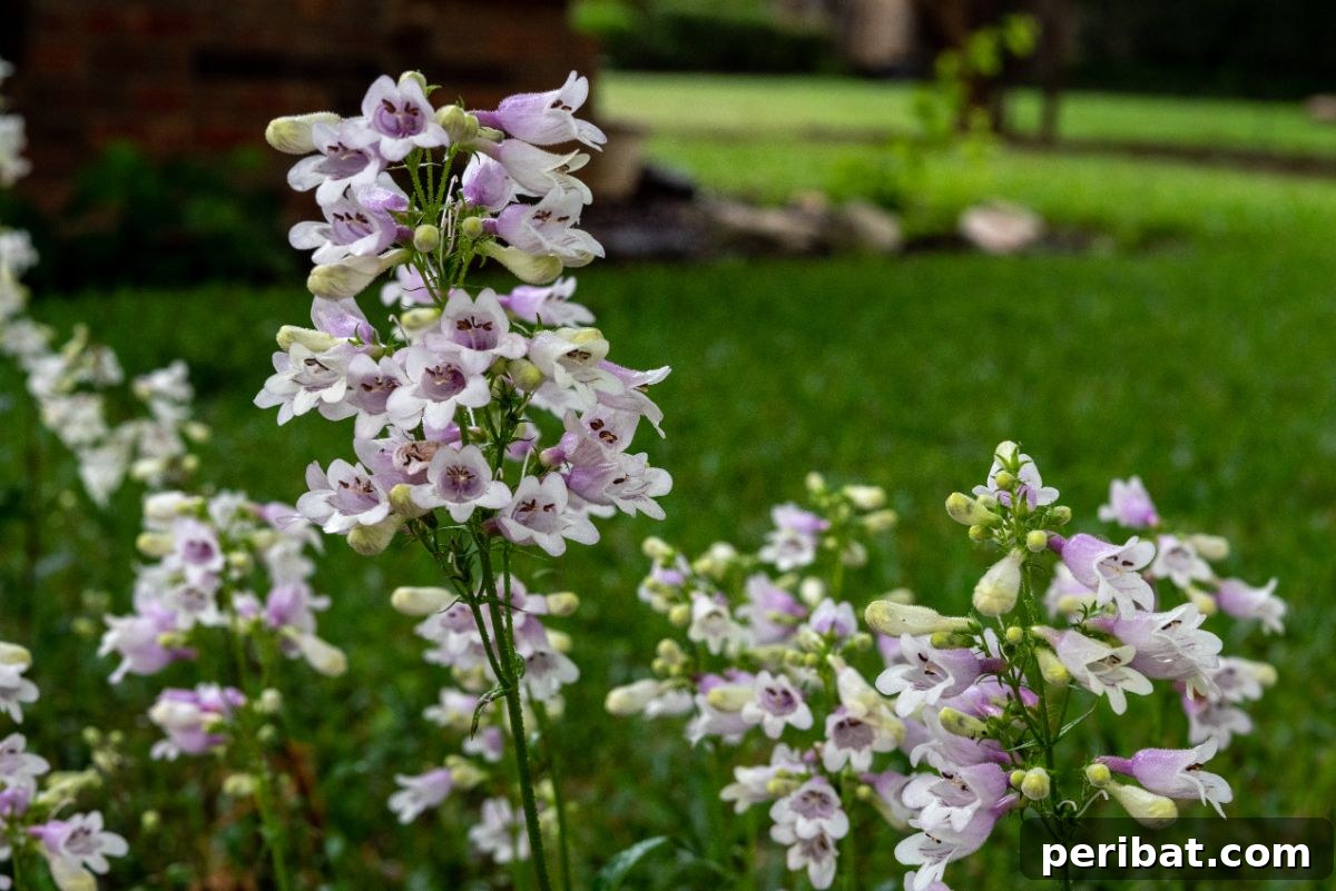 50 Drought-Proof Plants for Your Low-Water Landscape 32 Beardtongue (Penstemon) flowers in a sunny garden border.