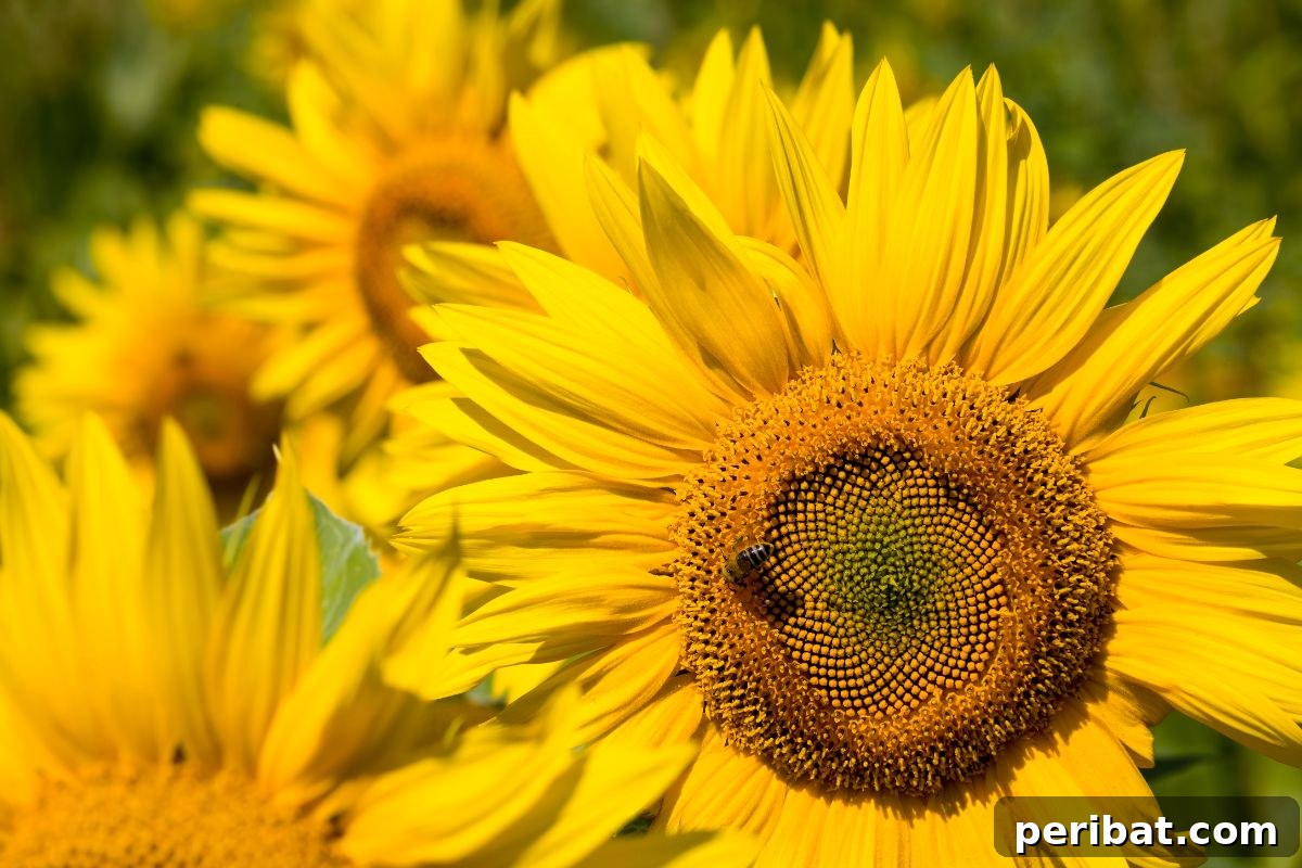 50 Drought-Proof Plants for Your Low-Water Landscape 33 Blooming annual sunflowers turning towards the sun.