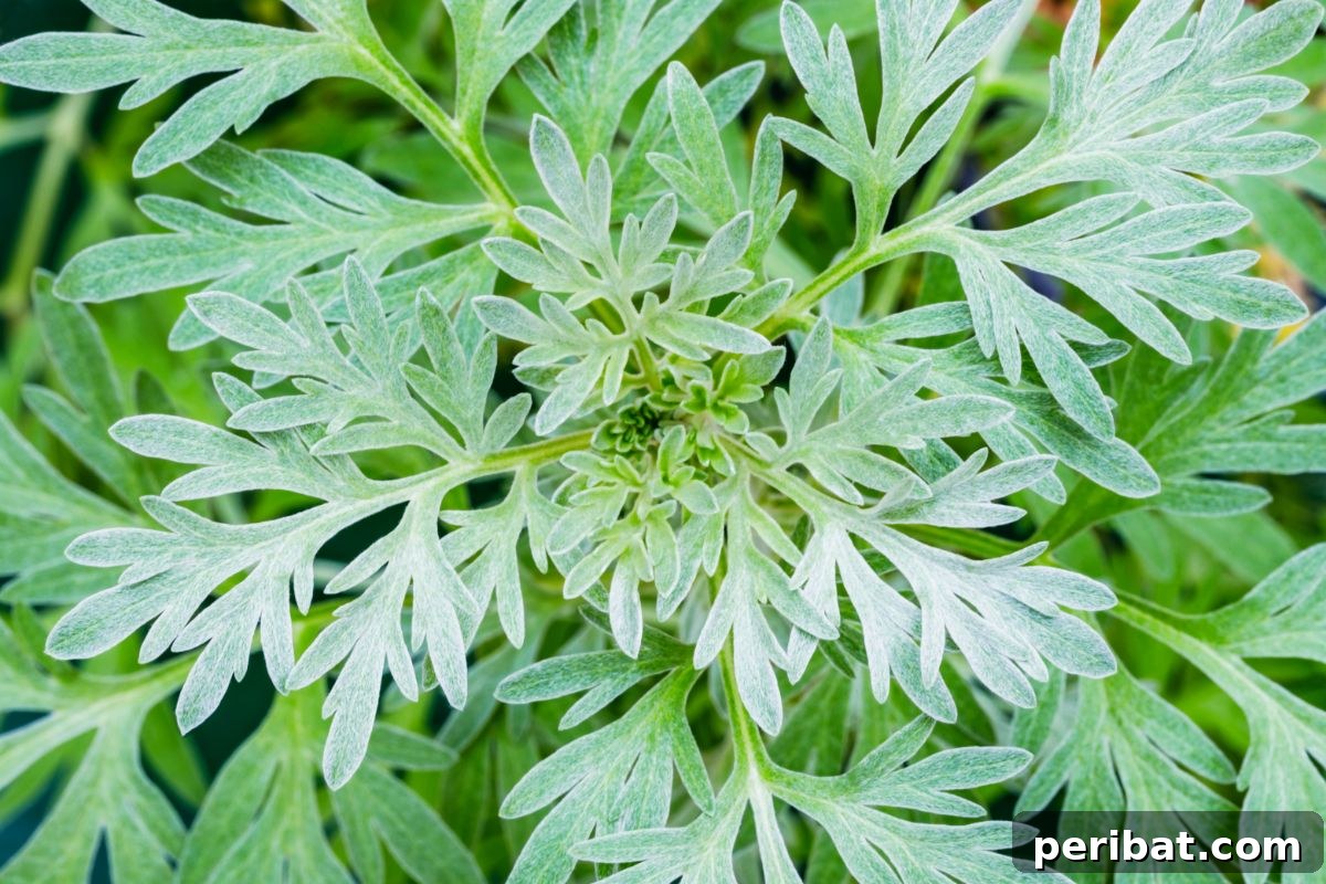 50 Drought-Proof Plants for Your Low-Water Landscape 34 Silvery Artemisia foliage providing texture in a garden.