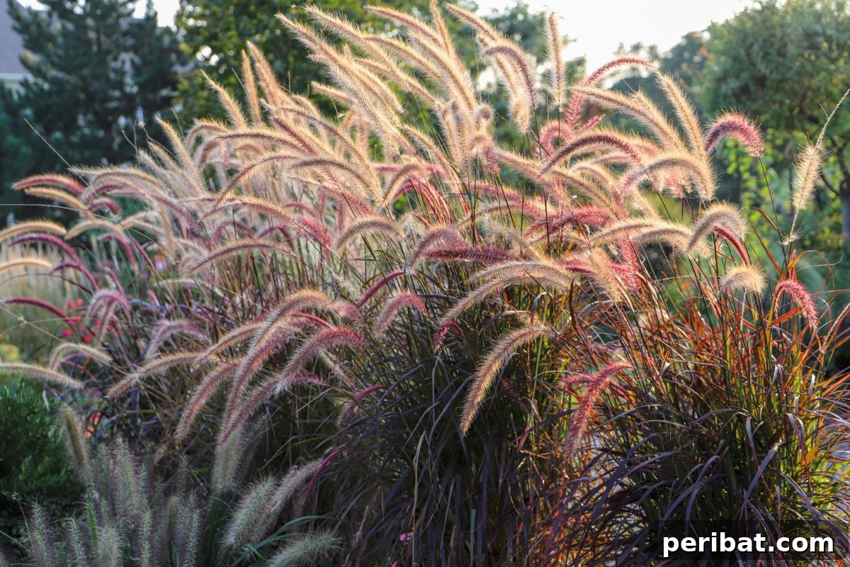 50 Drought-Proof Plants for Your Low-Water Landscape 35 Graceful Fountain Grass plumes swaying in a garden.