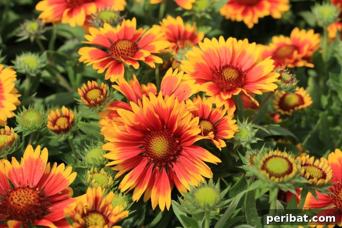 50 Drought-Proof Plants for Your Low-Water Landscape 36 Vibrant blooming Blanket Flower with red and yellow petals.