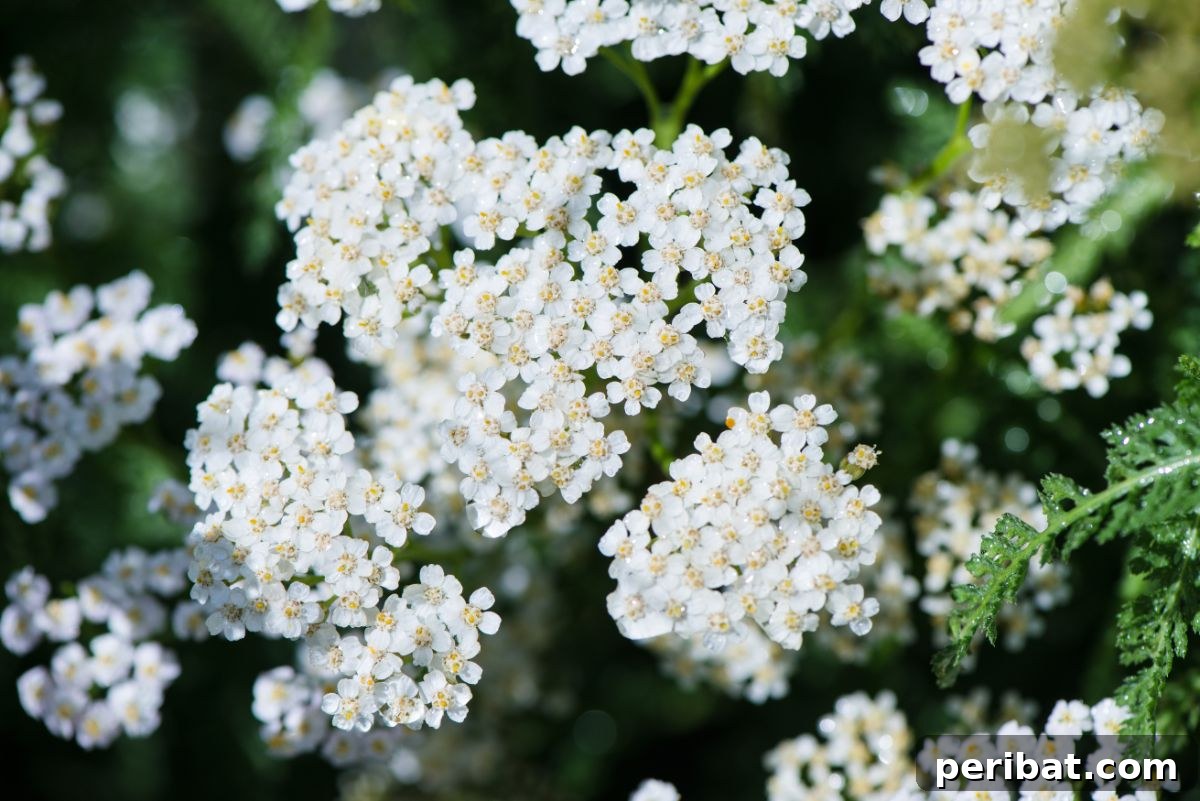 50 Drought-Proof Plants for Your Low-Water Landscape 37 Blooming white Achillea (Yarrow) flowers with flat tops.
