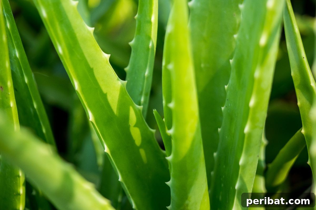 50 Drought-Proof Plants for Your Low-Water Landscape 38 Healthy Aloe Vera plant with thick, fleshy leaves.
