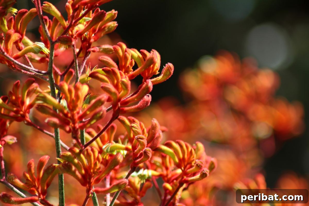 50 Drought-Proof Plants for Your Low-Water Landscape 39 Unique Kangaroo Paw flowers blooming in a garden.