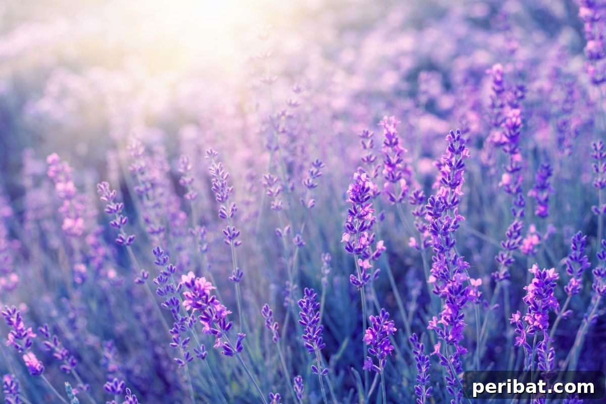 50 Drought-Proof Plants for Your Low-Water Landscape 40 Expansive field of fragrant Lavender in bloom.