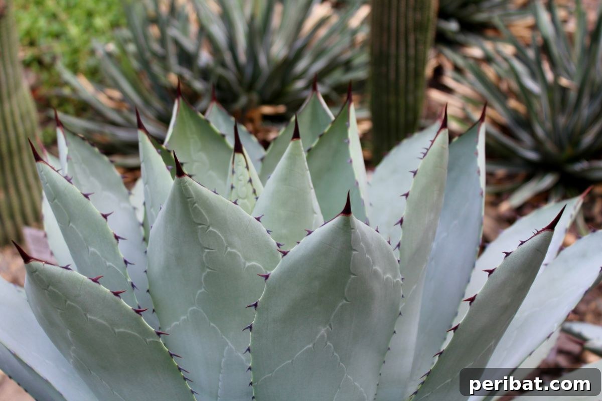 50 Drought-Proof Plants for Your Low-Water Landscape 5 Agave plant with striking architectural form in a garden setting.