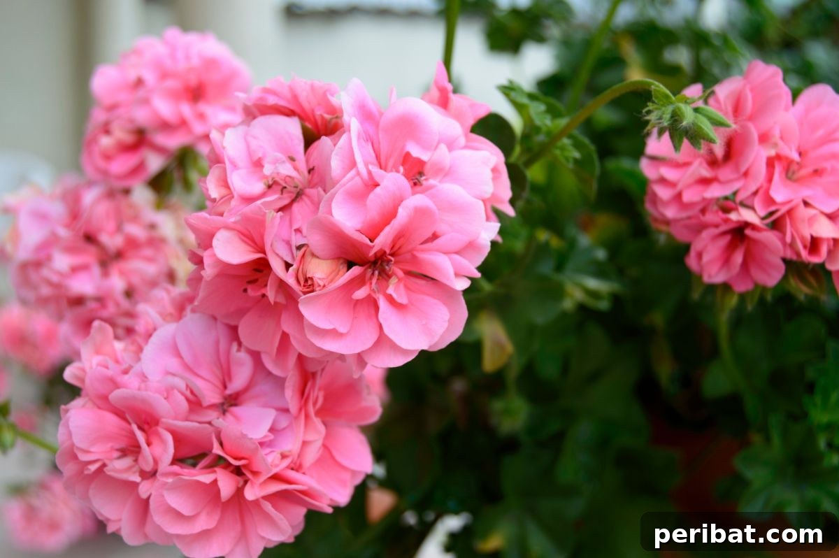50 Drought-Proof Plants for Your Low-Water Landscape 41 Blooming pink Geranium (Cranesbill) flowers.