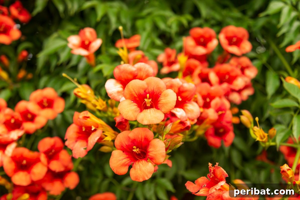 50 Drought-Proof Plants for Your Low-Water Landscape 42 Vibrant orange Trumpet Vine flowers climbing a structure.