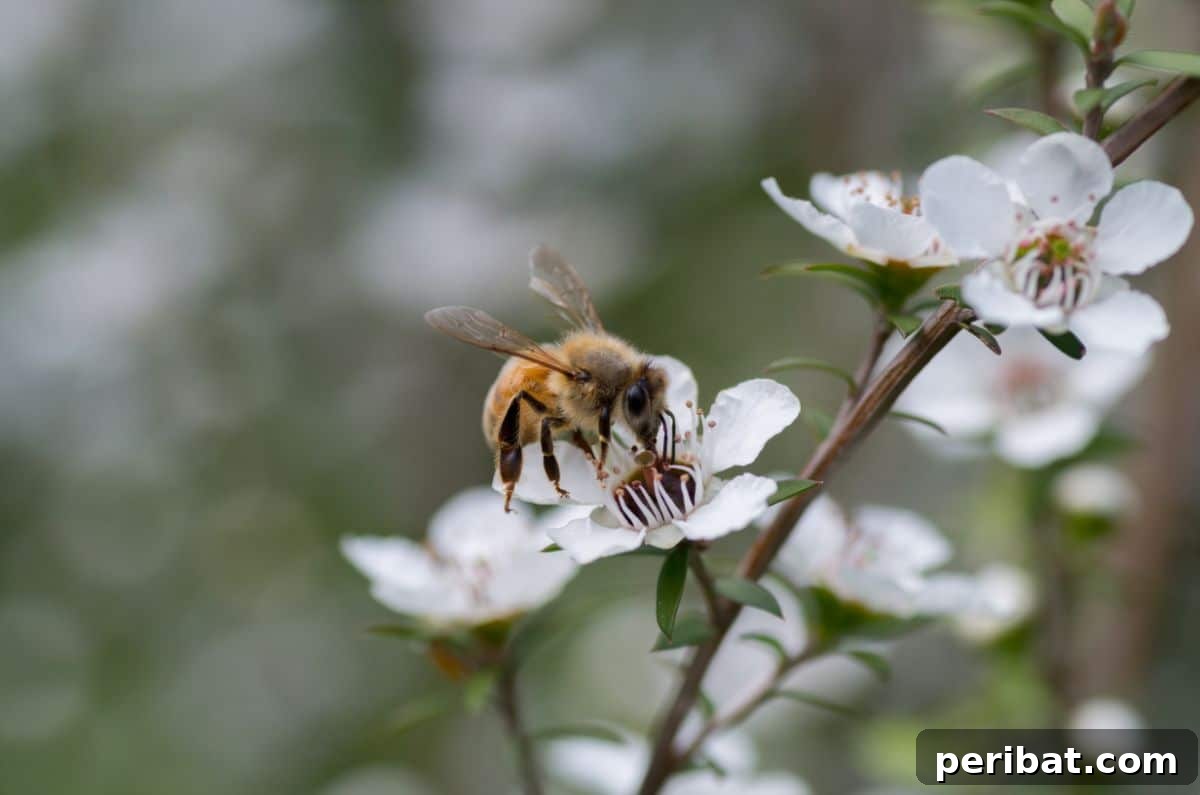 50 Drought-Proof Plants for Your Low-Water Landscape 45 Bee feeding from delicate white New Zealand Tea Tree flowers.