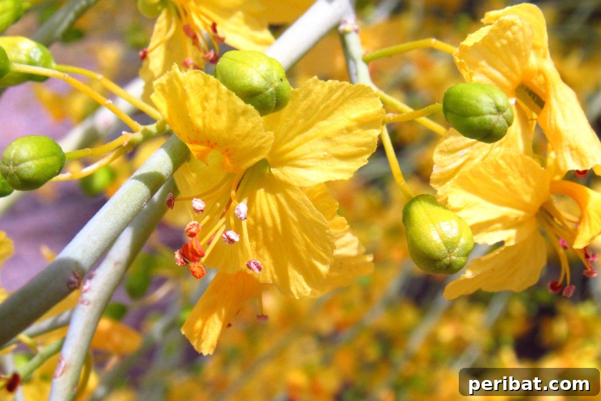 50 Drought-Proof Plants for Your Low-Water Landscape 46 Yellow Palo Verde flowers covering a tree.