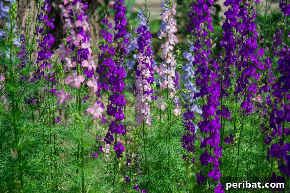 50 Drought-Proof Plants for Your Low-Water Landscape 47 Field of vibrant blue Larkspur flowers.