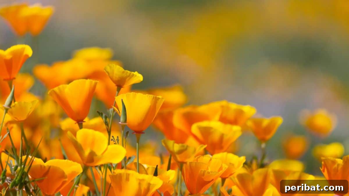 50 Drought-Proof Plants for Your Low-Water Landscape 48 Bright orange California Poppies blooming profusely.