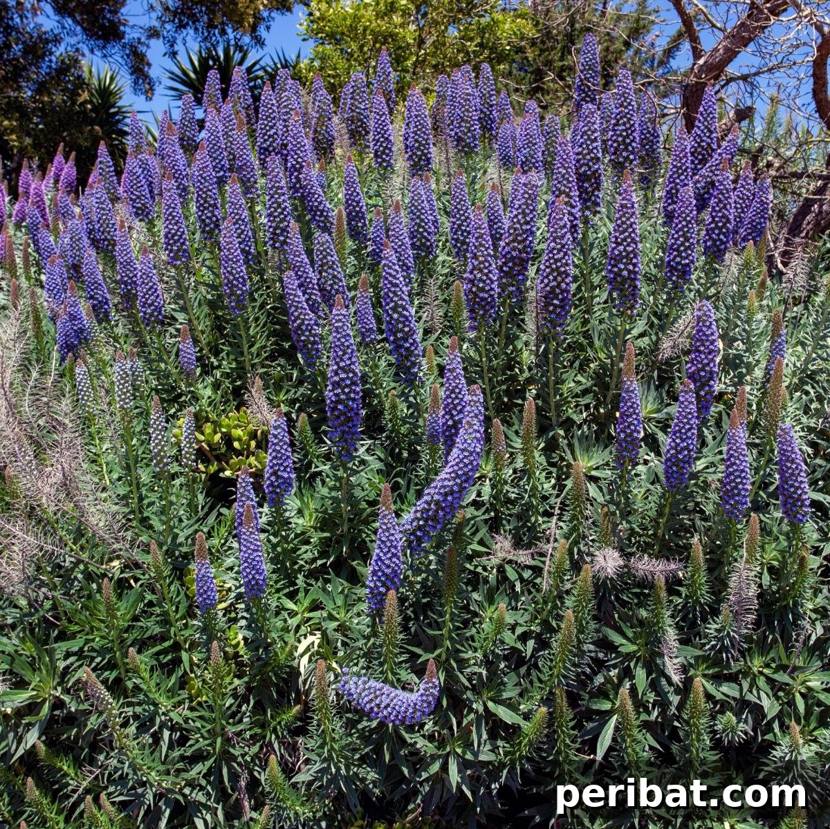 50 Drought-Proof Plants for Your Low-Water Landscape 49 Beautiful Pride of Madeira shrub with majestic purple flower spikes.