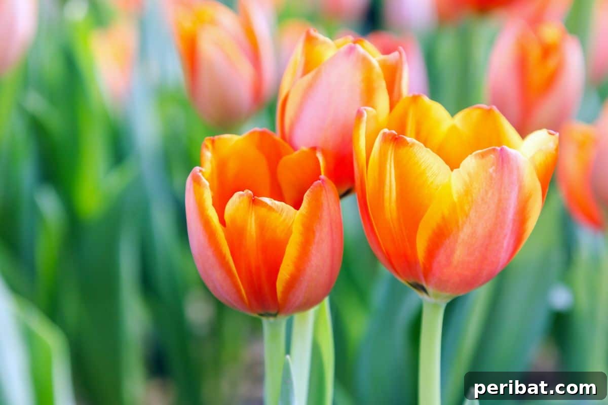 50 Drought-Proof Plants for Your Low-Water Landscape 6 Vibrant orange and yellow tulips blooming in spring.