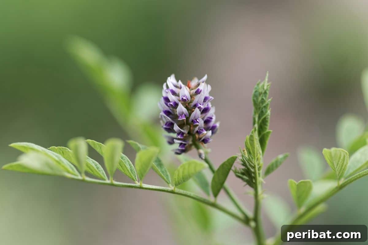 50 Drought-Proof Plants for Your Low-Water Landscape 52 Silvery Licorice Plant foliage trailing in a garden.