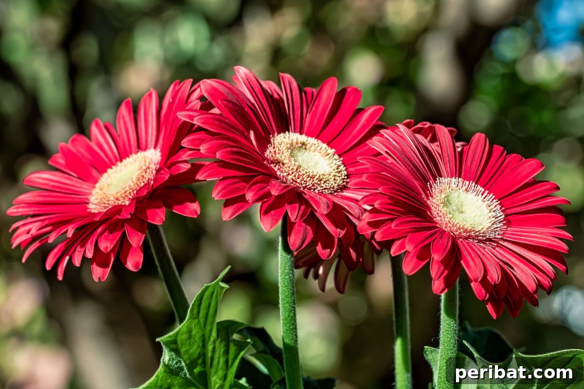 50 Drought-Proof Plants for Your Low-Water Landscape 7 Beautiful red gerbera daisy in vibrant bloom.
