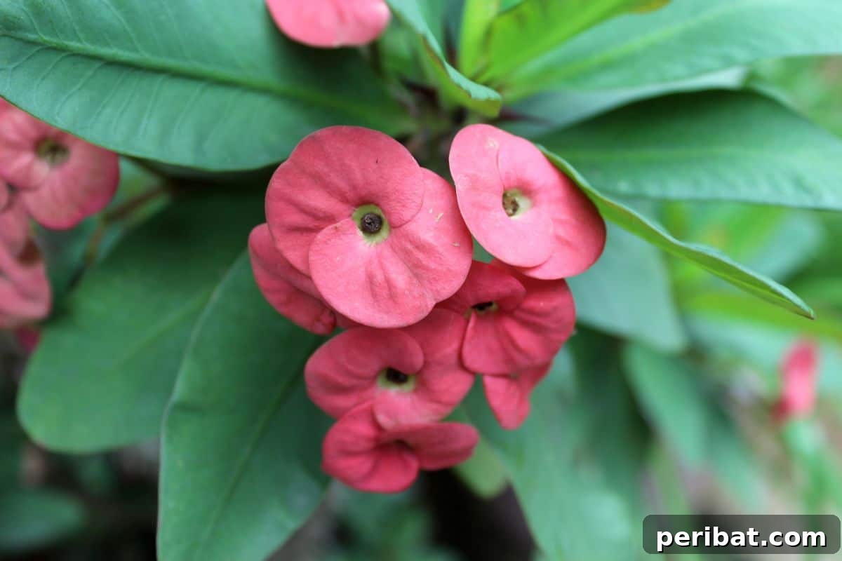 50 Drought-Proof Plants for Your Low-Water Landscape 8 Pink Euphorbia flowers adding color to the garden.